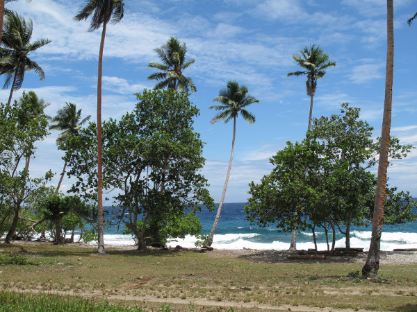 Palm Trees